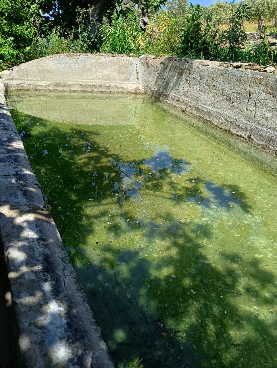alberca