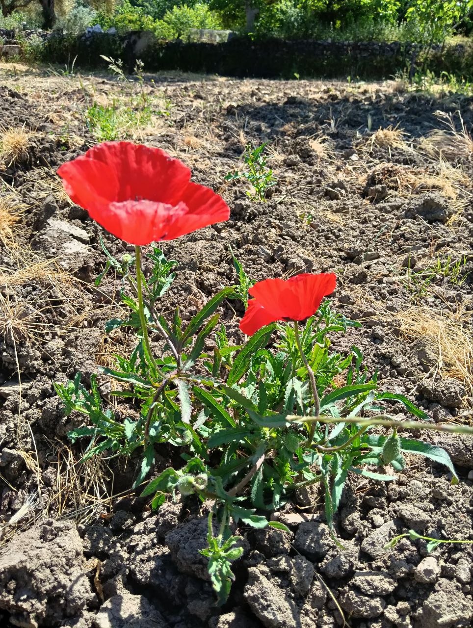 amapolas, flores