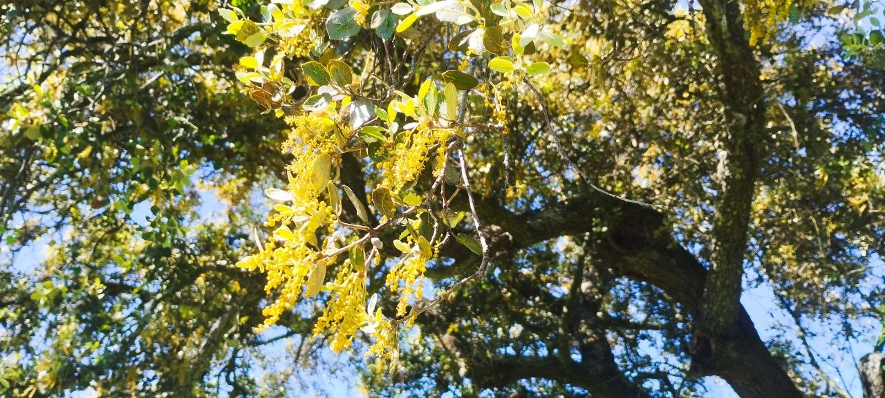 Nuestra encina ya ha dado candelas. Las candelas de hoy serán las bellotas de dentro de unos meses y, con un poco de …
