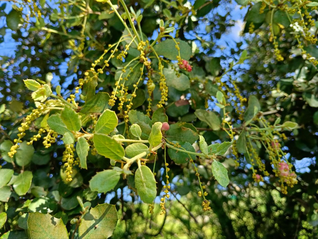 Mañana de trabajo en la Candela.