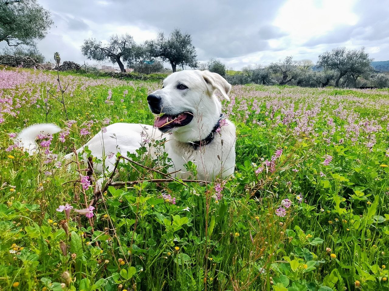 Es primavera en la Candela.