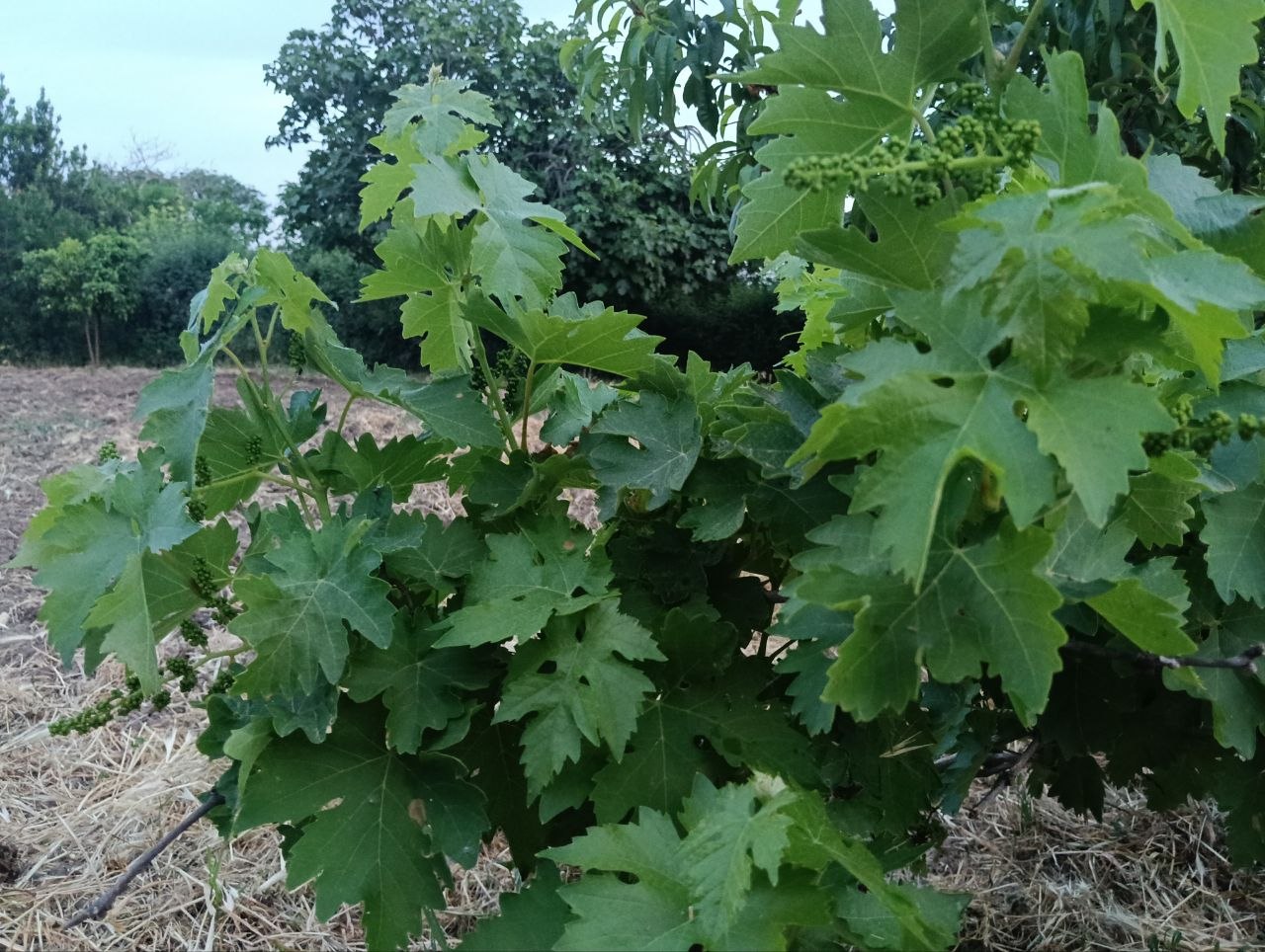Las parras de la Candela dan su primer racimo