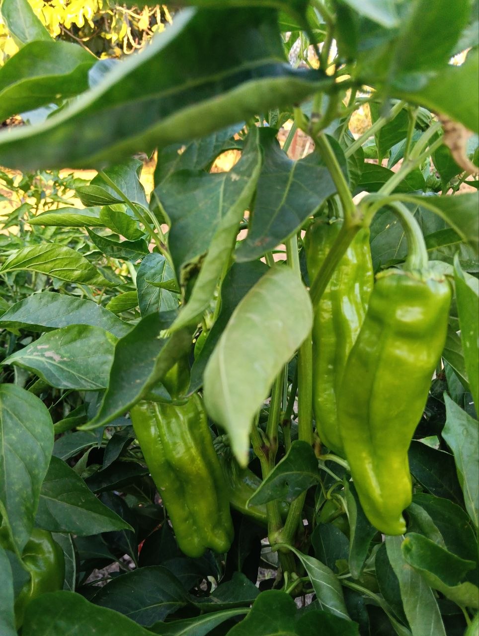 huerto, pimientos