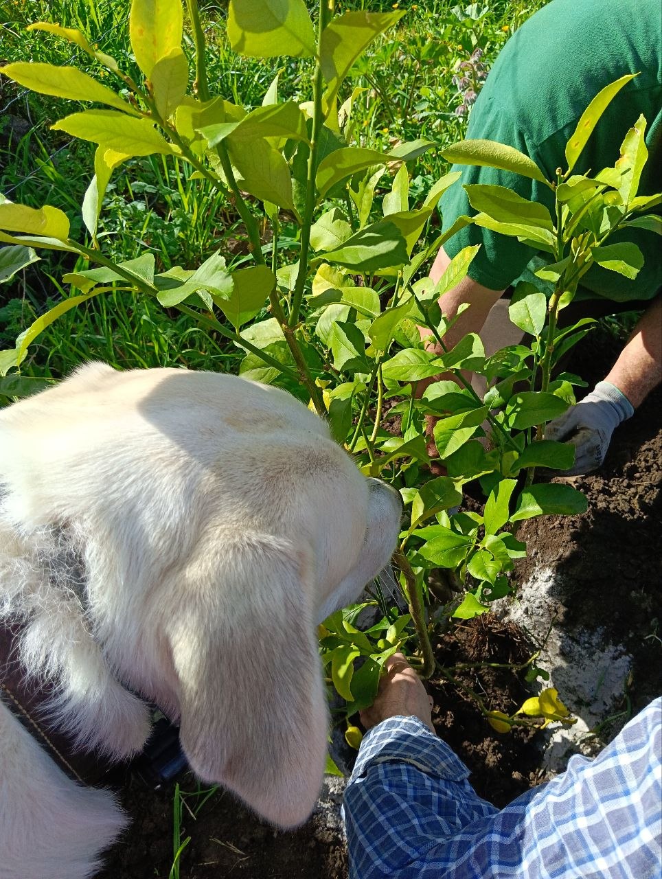 Tiempo de siembra en la Candela.
